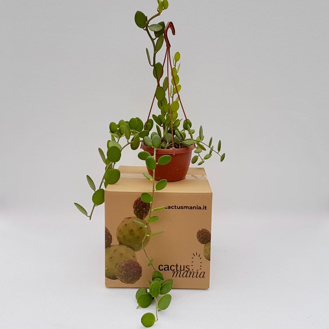 Xerosicyos danguyi Ø 14 cm