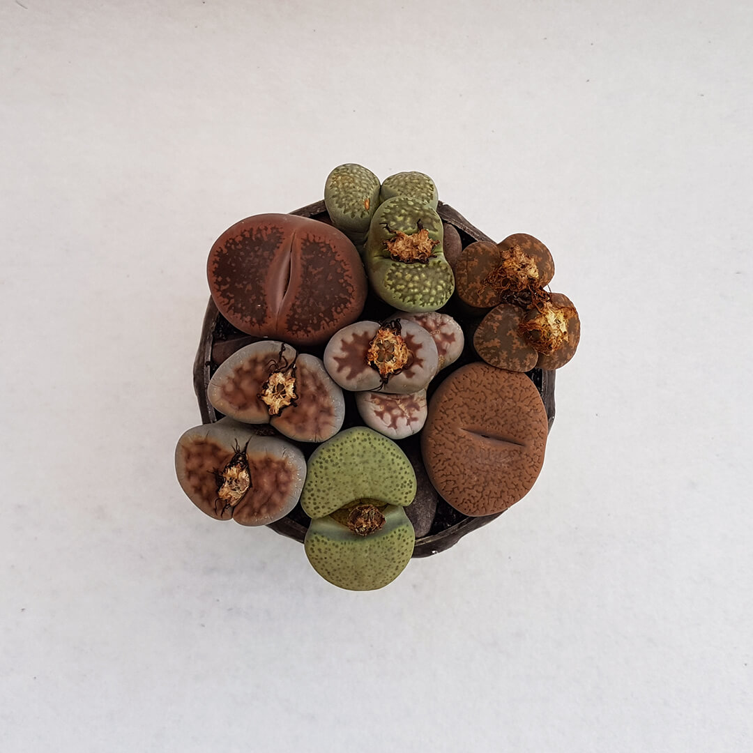 Lithops Bijoux Beauty