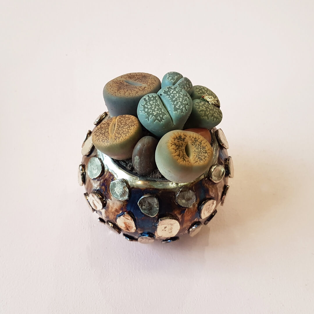 Lithops Bijoux Serenity