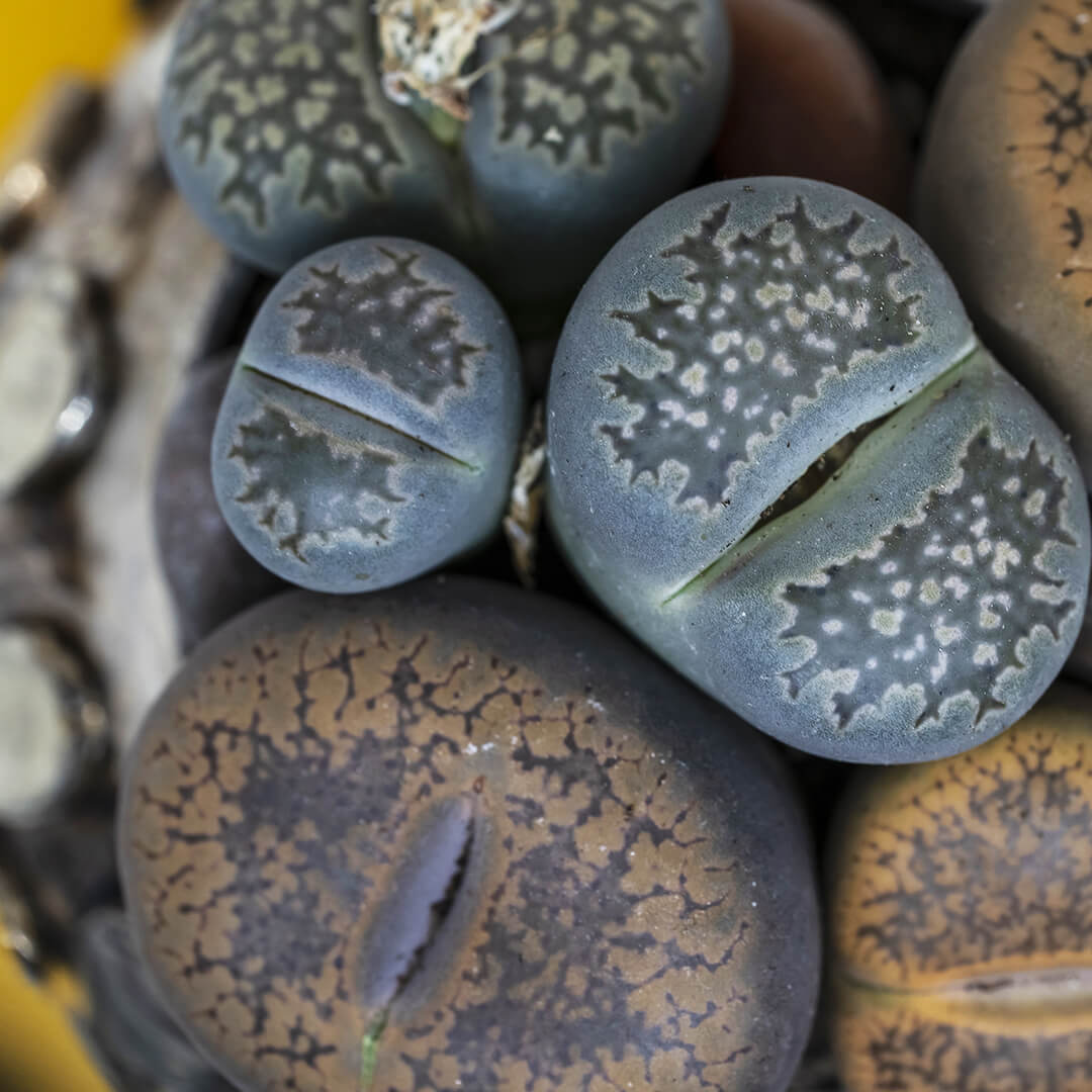 Lithops Bijoux Serenity