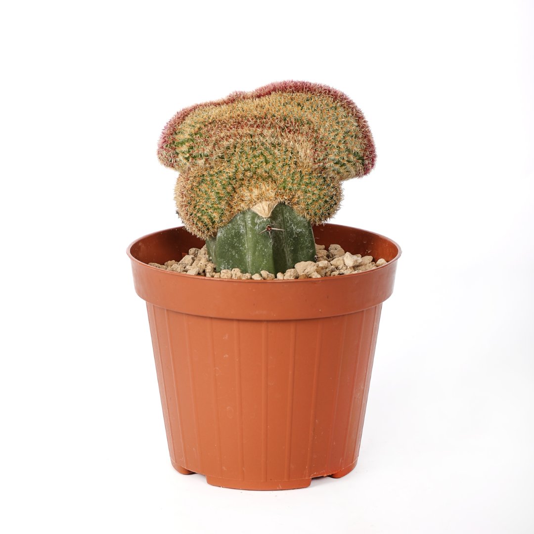 Echinocereus rigidissimus rubrispinus crestato Ø 12 cm