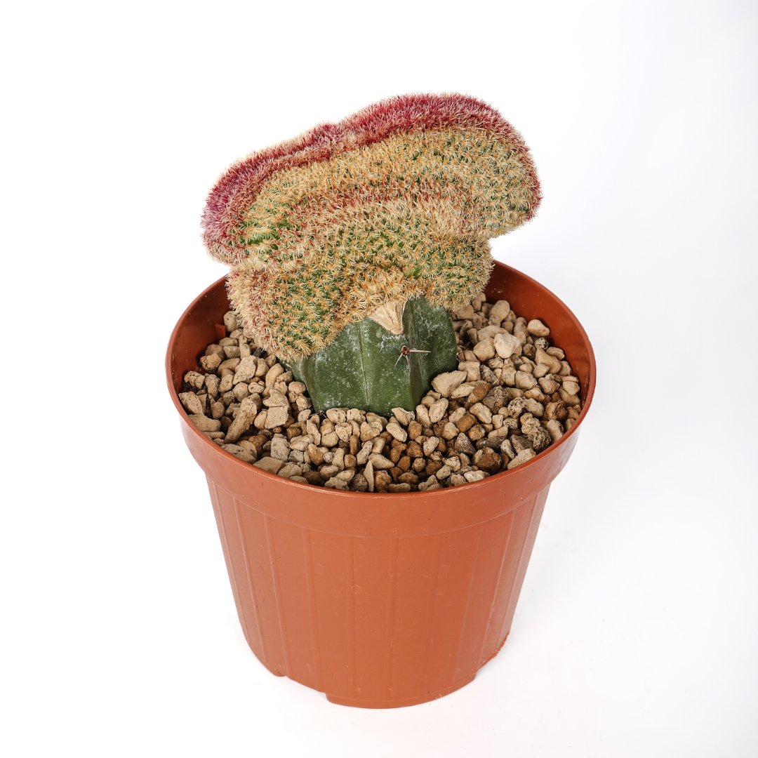 Echinocereus rigidissimus rubrispinus crestato Ø 12 cm - Image 3