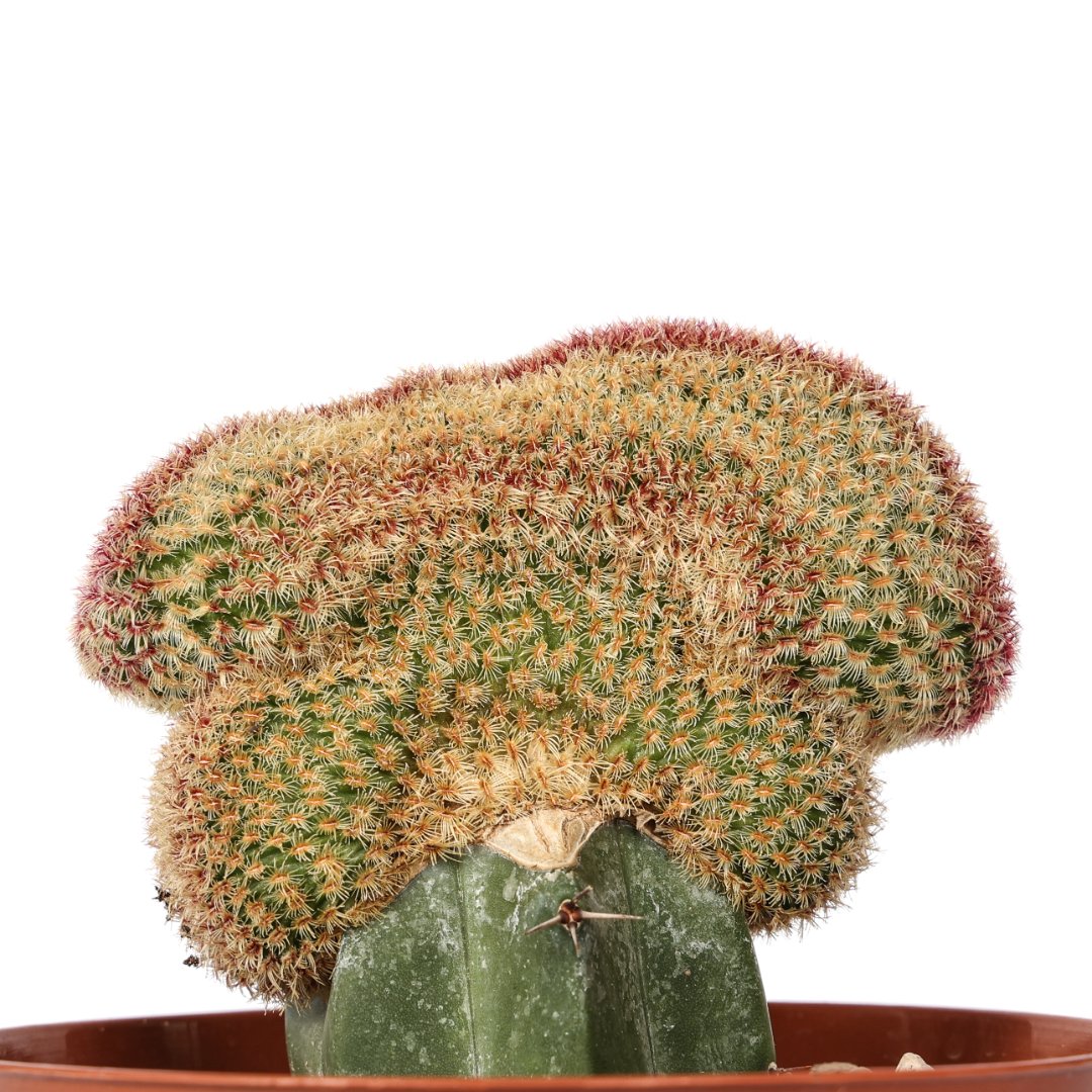 Echinocereus rigidissimus rubrispinus crestato Ø 12 cm - Image 2