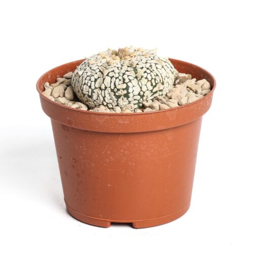 Astrophytum asterias hybrid Ø 10,5 cm
