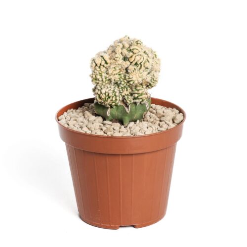 Echinocactus grusonii mostruoso inermis Ø 12 cm