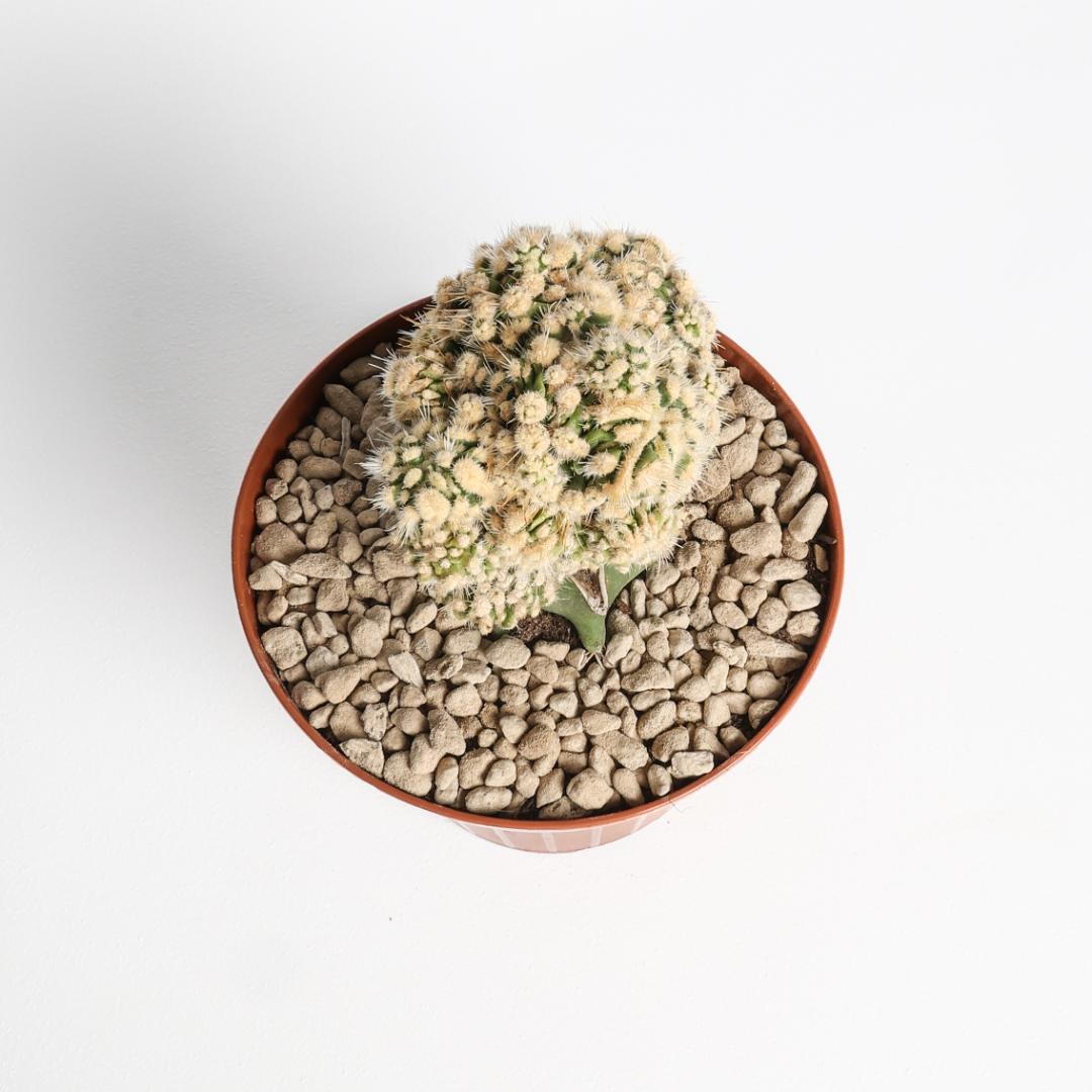 Echinocactus grusonii mostruoso inermis Ø 12 cm