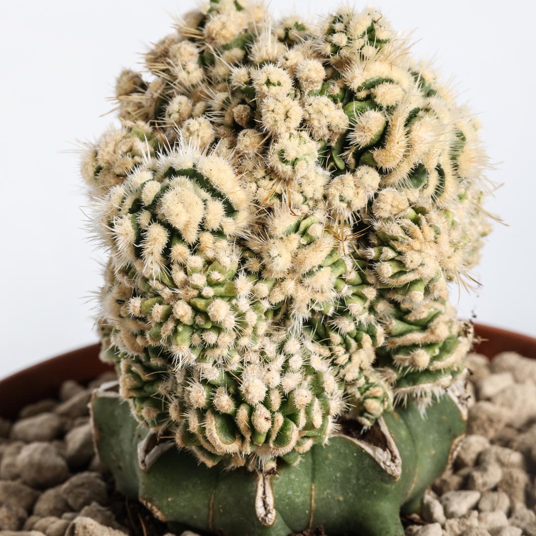 Echinocactus grusonii mostruoso inermis Ø 12 cm
