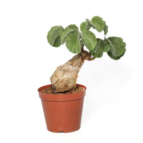 Cyphostemma uter Ø 16 cm