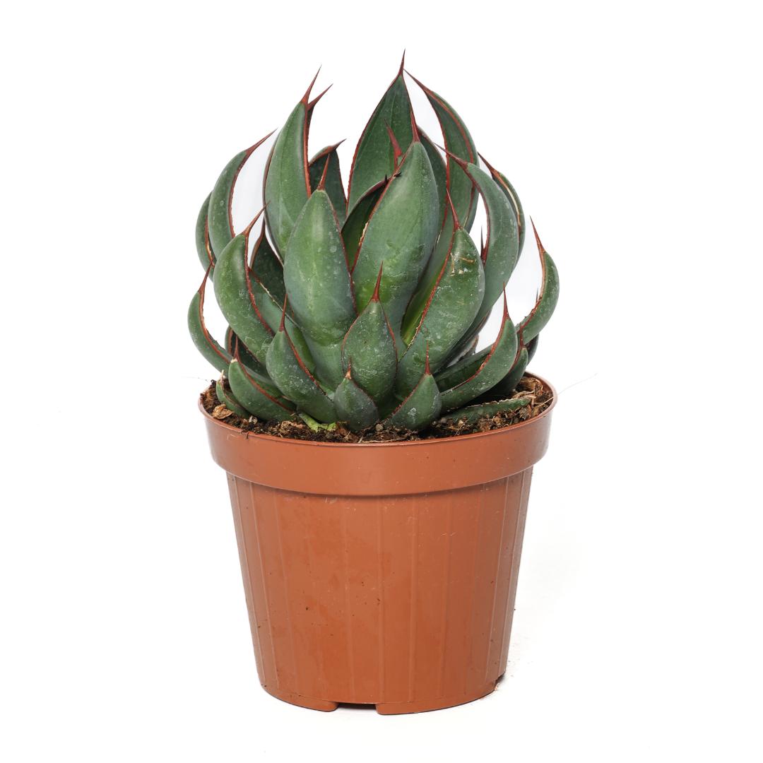 ebay agave Agave lophantha La Bufa Baby main image 0