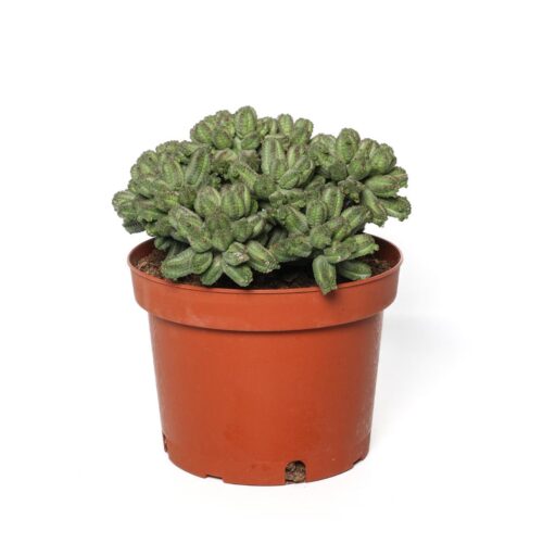 Euphorbia tubiglans Ø 25 cm