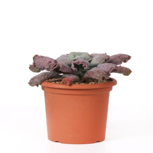 Echeveria linguas Ø 18 cm