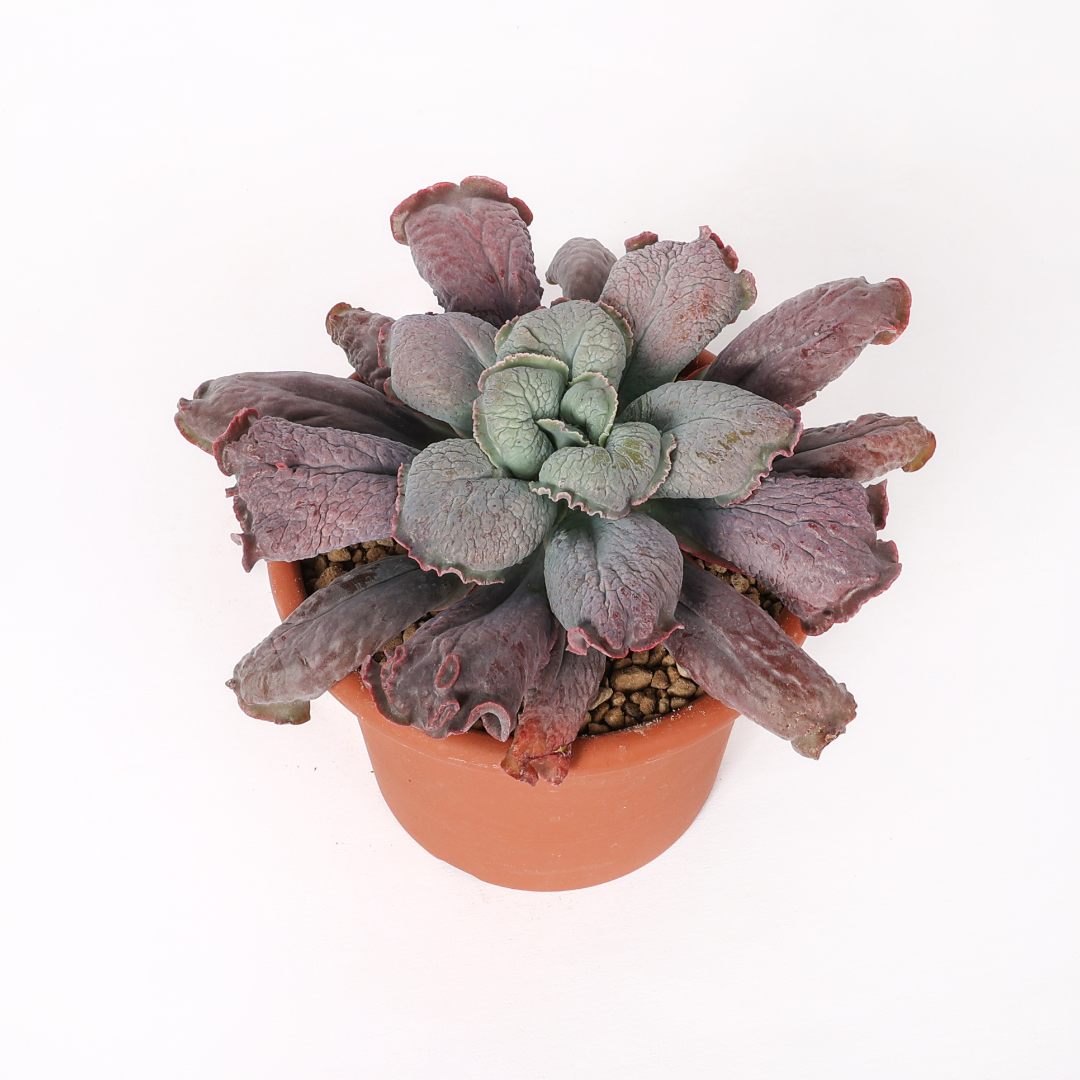 Echeveria linguas Ø 18 cm - Image 2