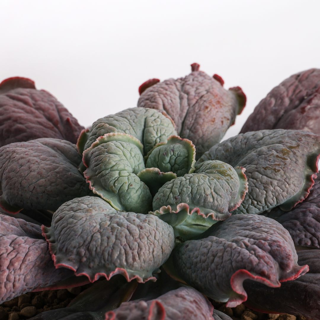 Echeveria linguas Ø 18 cm - Image 3