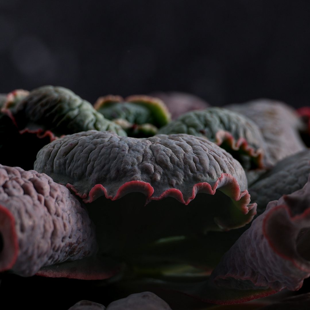 Echeveria linguas Ø 18 cm - Image 4