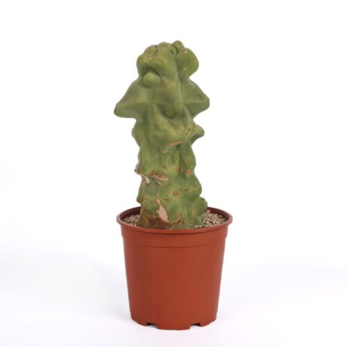 Lophocereus schottii major Mostruoso Ø 21 cm