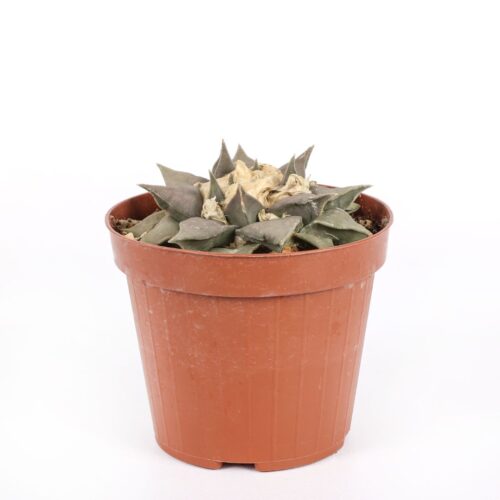 Ariocarpus retusus Ø 12