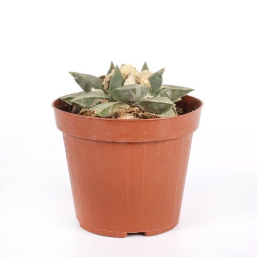 Ariocarpus retusus Ø 12