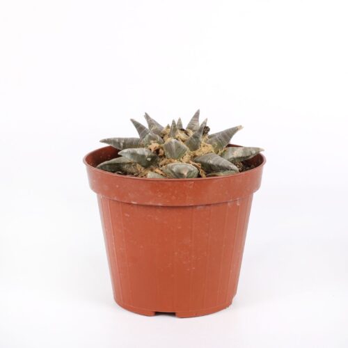 Ariocarpus retusus Ø 12