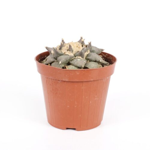 Ariocarpus retusus Ø 12