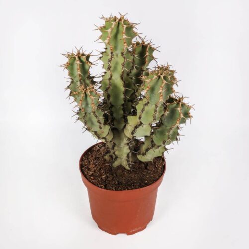 Euphorbia caerulescens Ø 20