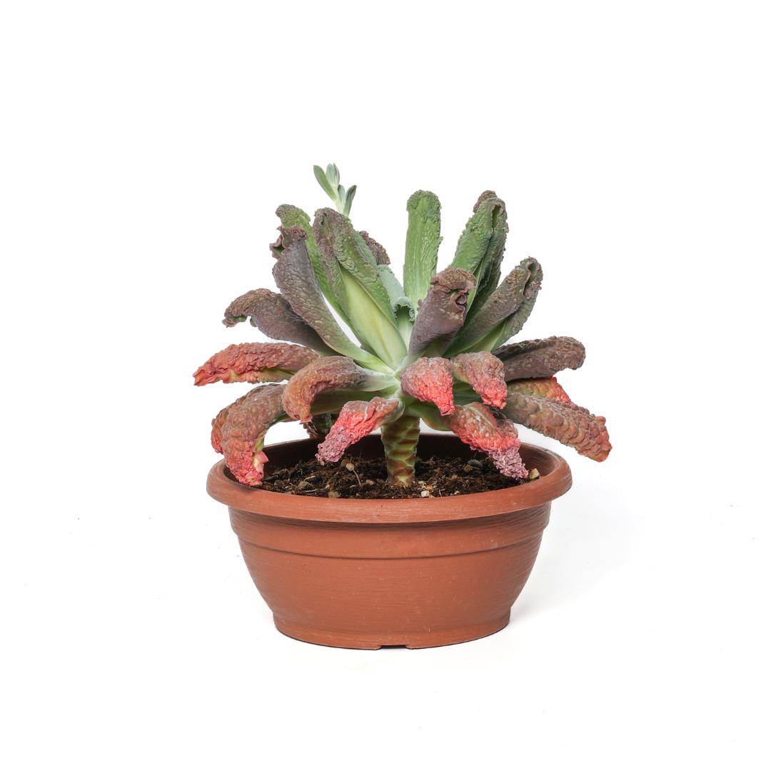 Echeveria Etna Ø 25 cm