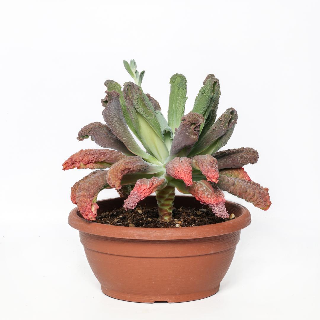Echeveria Etna Ø 25 cm