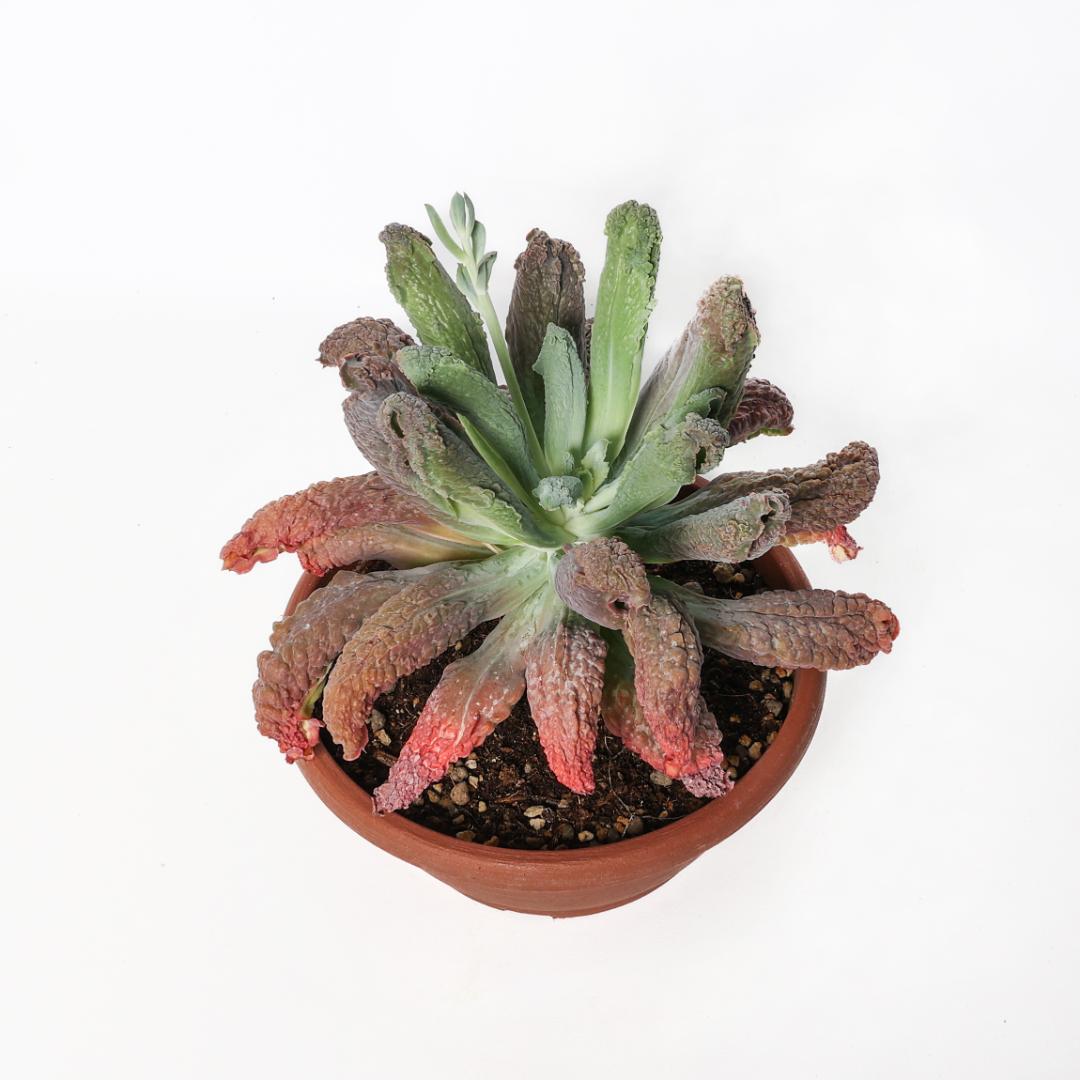 Echeveria Etna Ø 25 cm