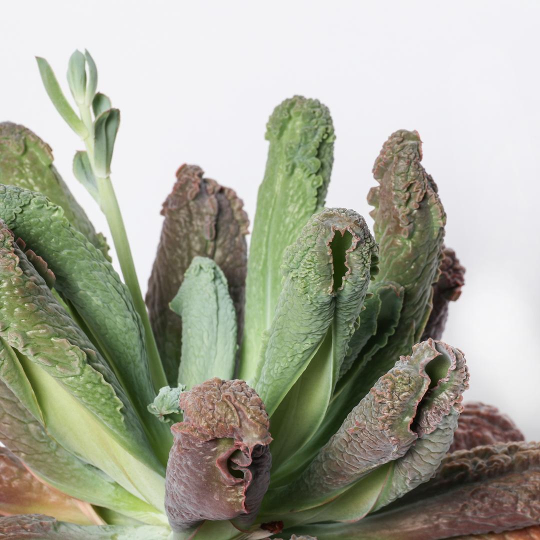 Echeveria Etna Ø 25 cm