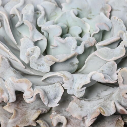 Echeveria 'Crispate Beauty' Ø 25 cm