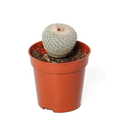 Epithelantha micromeris Ø 5,5 cm