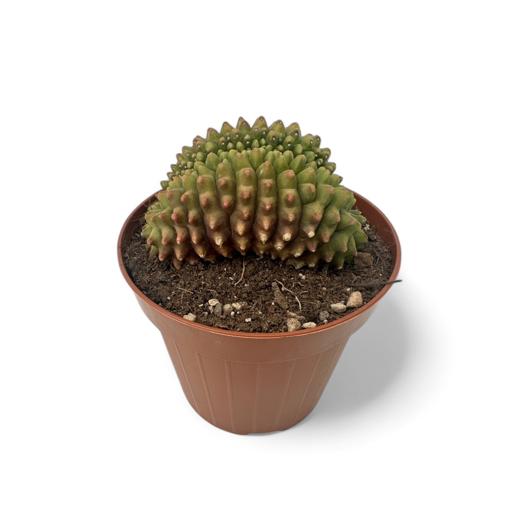 Gymnocalycium mihanovichii inermis crestato cod. 1428F