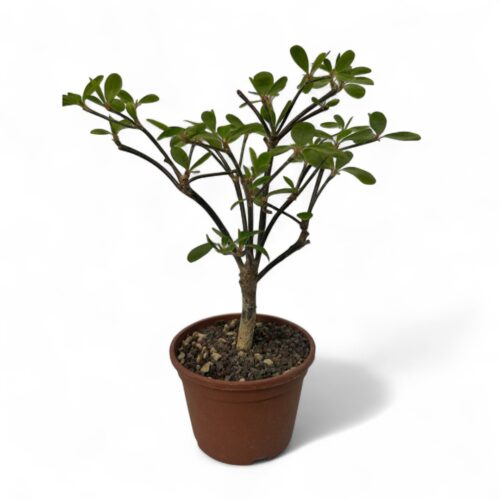 Euphorbia bongolavensis Ø 16