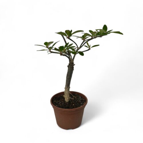 Euphorbia bongolavensis Ø 16