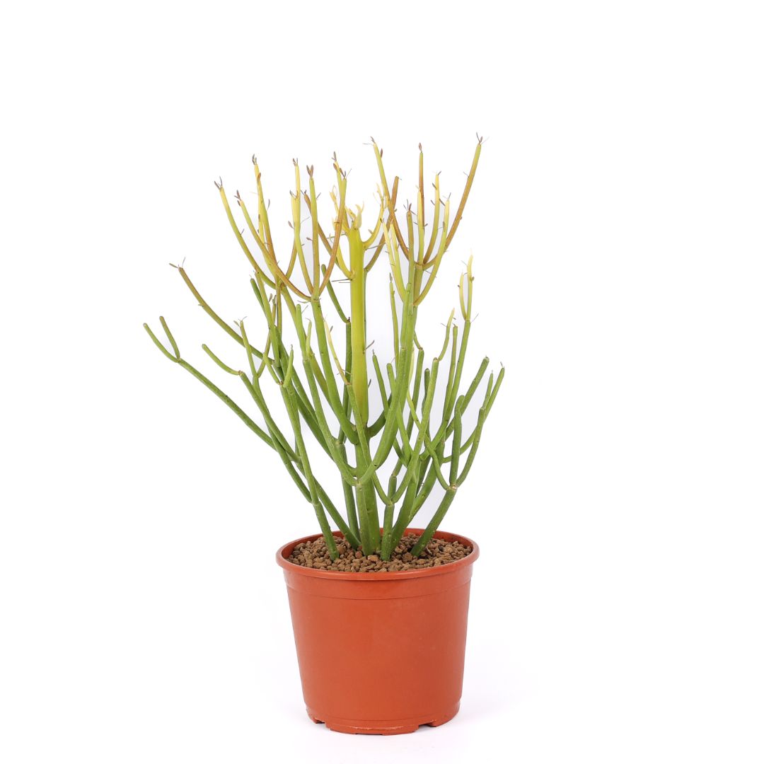 perennial wildflower seeds bulk Perennial Wildflower Mix main image 0