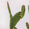 Euphorbia sipolisii crestata Manera Choco Ø 12