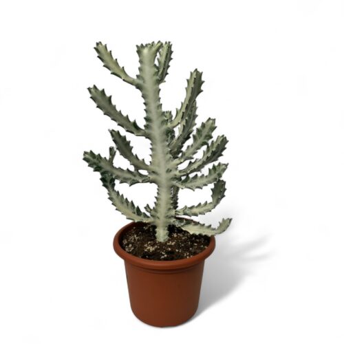 Euphorbia lactea white ghost Ø 25
