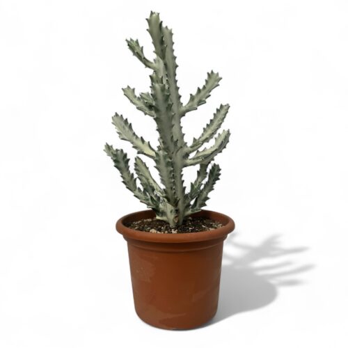 Euphorbia lactea White Ghost Ø 25