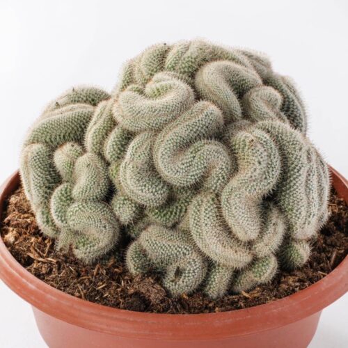Mammillaria geminispina crestata Ø 23