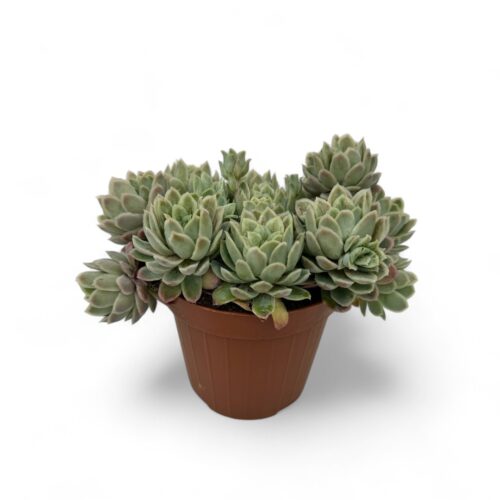 Echeveria elegans mostruosa Ø 12