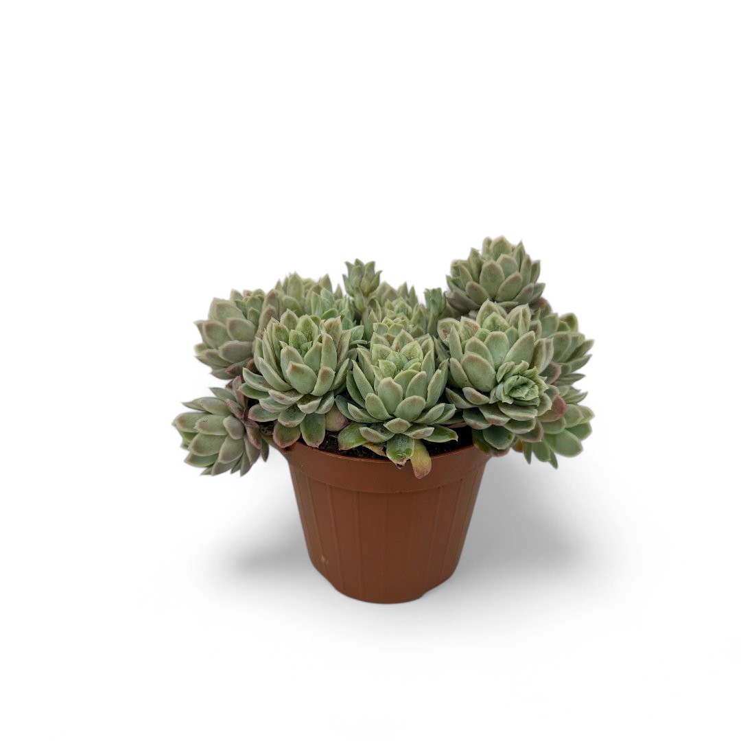 Echeveria elegans mostruosa Ø 12