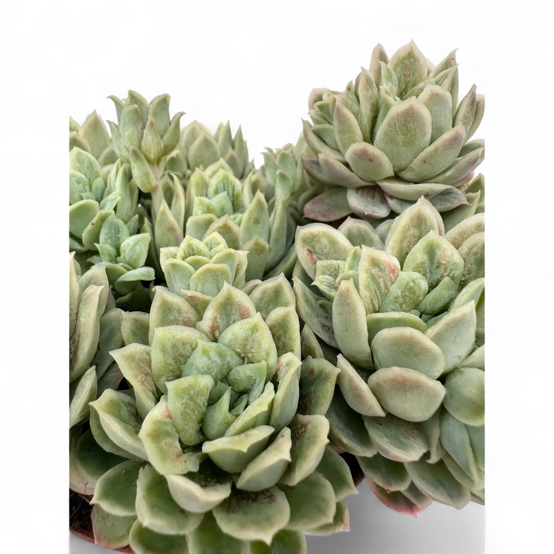 Echeveria elegans mostruosa Ø 12