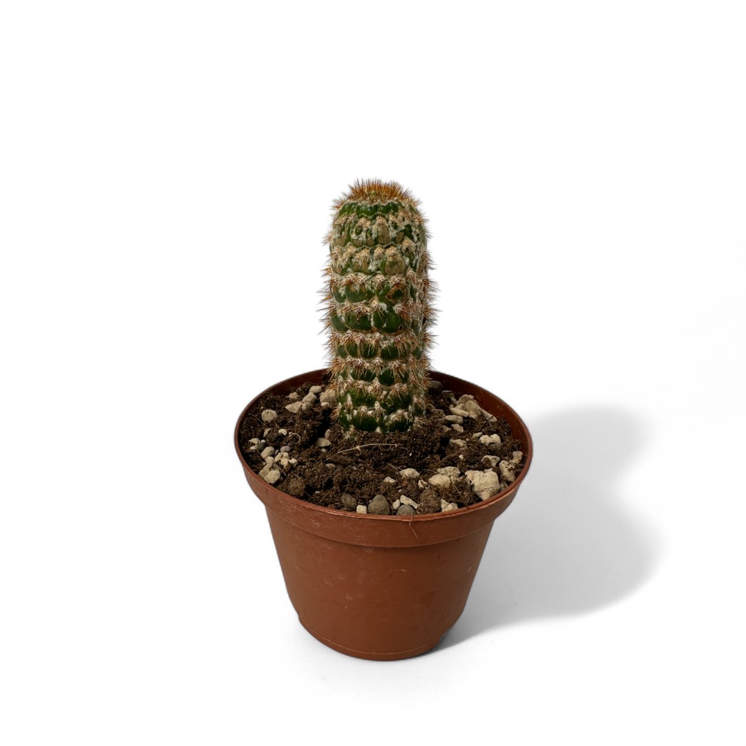 Cleistocactus jujuyensis mostruoso Ø 10,5