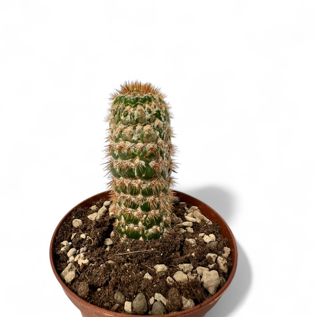Cleistocactus jujuyensis mostruoso Ø 10,5