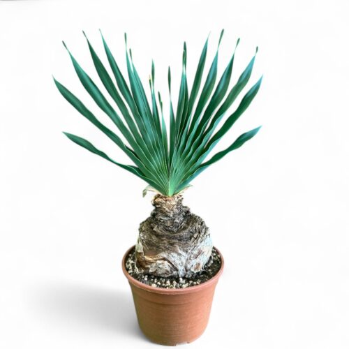 Boophone disticha Ø 20 cm