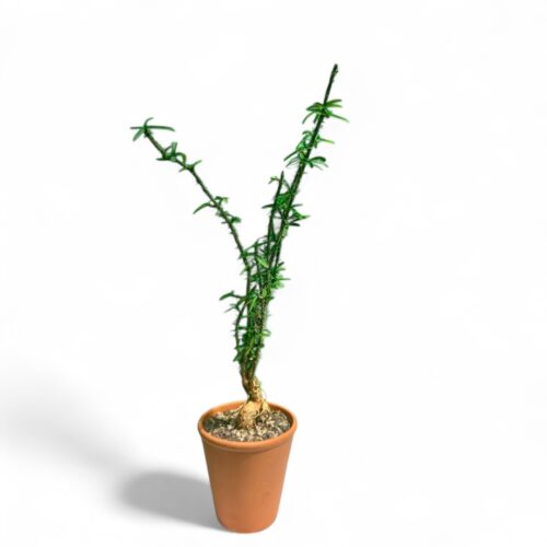 Euphorbia pedilanthoides Ø 13 cm