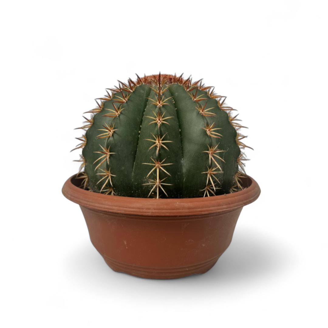 Melocactus curvispinus Ø 23 cm