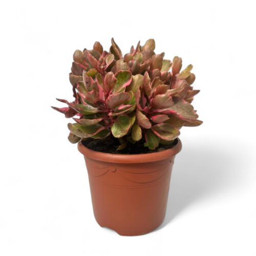 Kalanchoe variegata Ø 25 cm