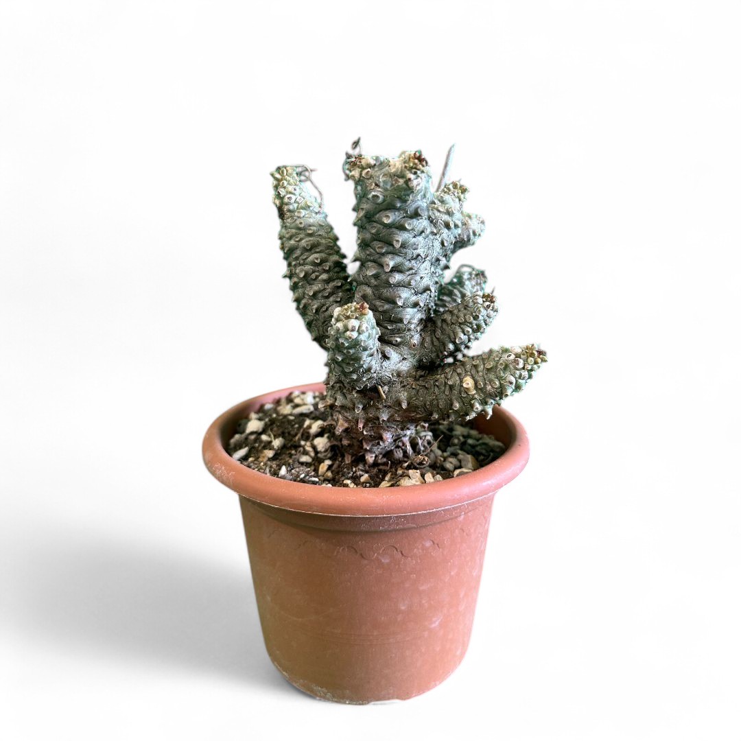 Tylecodon wallichii Ø 16 cm