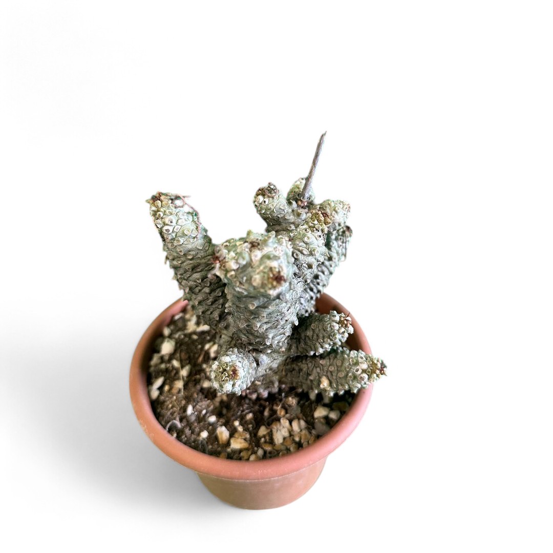 Tylecodon wallichii Ø 16 cm