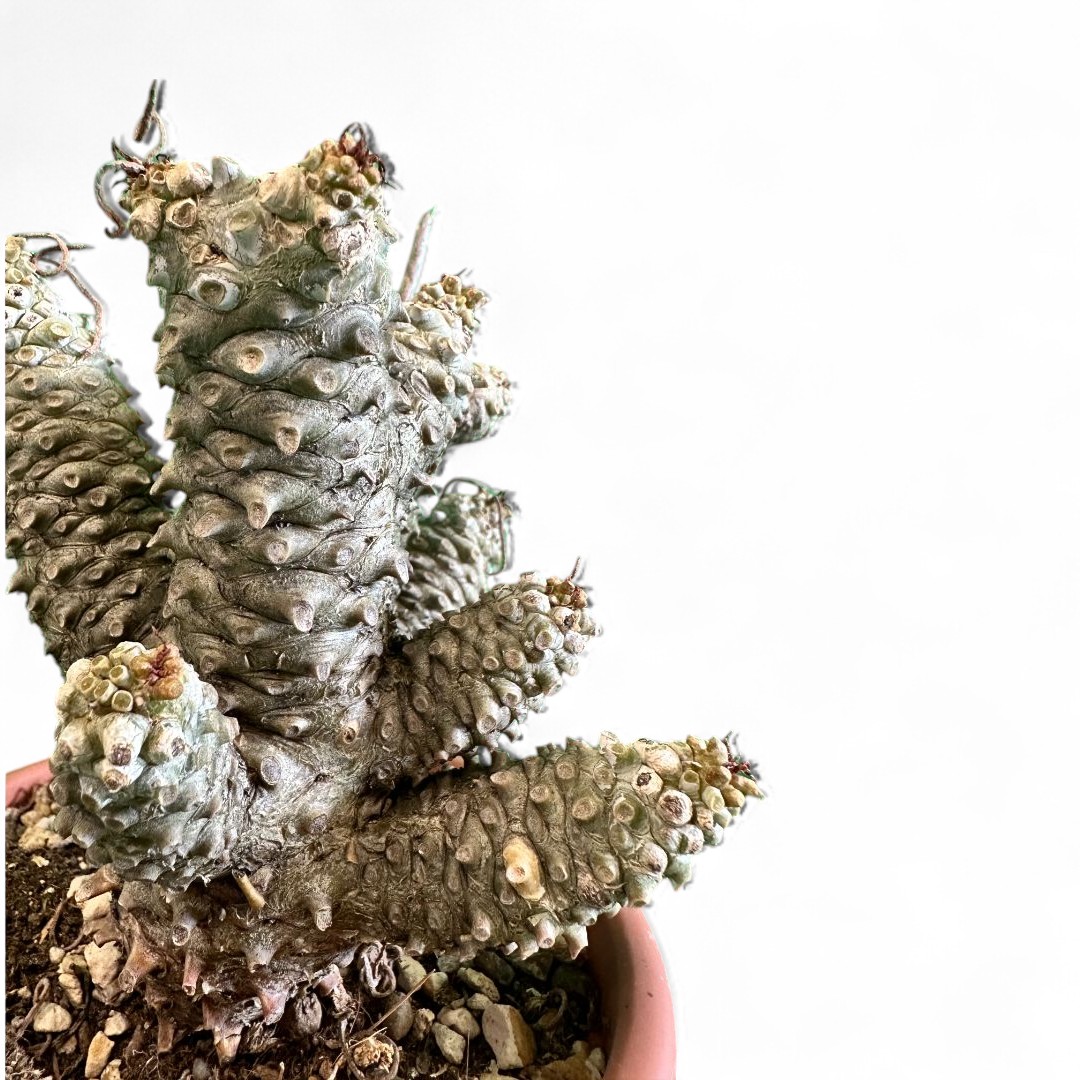 Tylecodon wallichii Ø 16 cm